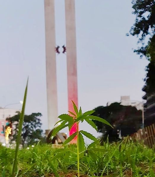 Plantín de Cannabis en el Monumento al Bicentenario, Tucumán. Foto: Juan Ignacio Moreno.